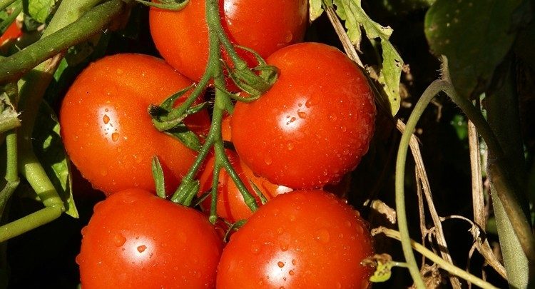 Como Plantar Tomate Em Casa Passos Simples