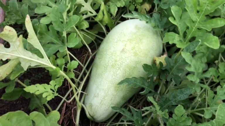 Como Plantar Erva Doce Em Casa Plantio Cultivo E Colheita