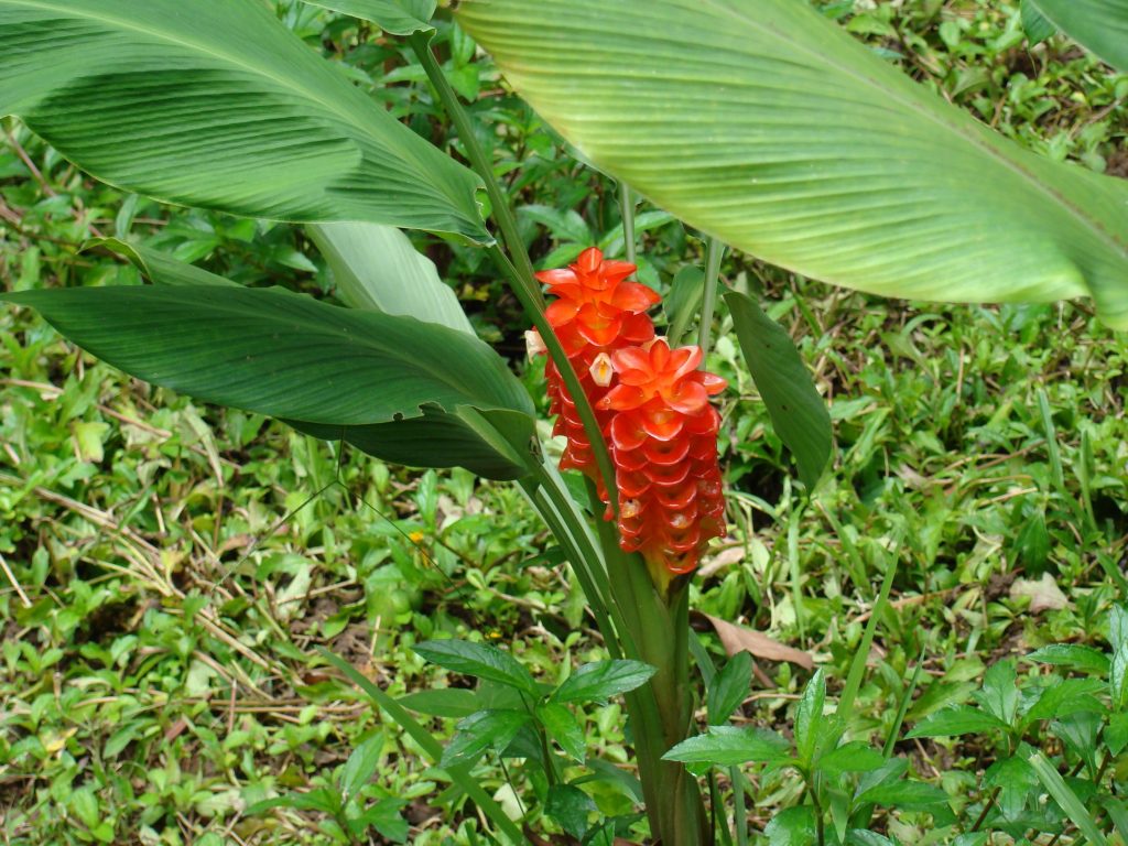 Como Plantar Cúrcuma em Casa: Plantio, Cultivo e Colheita!