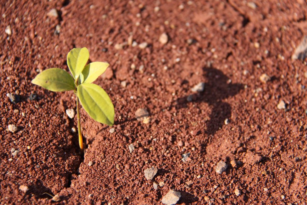 Solo Argiloso: O Que Plantar Em Solo Argiloso? | Horta Em Casa