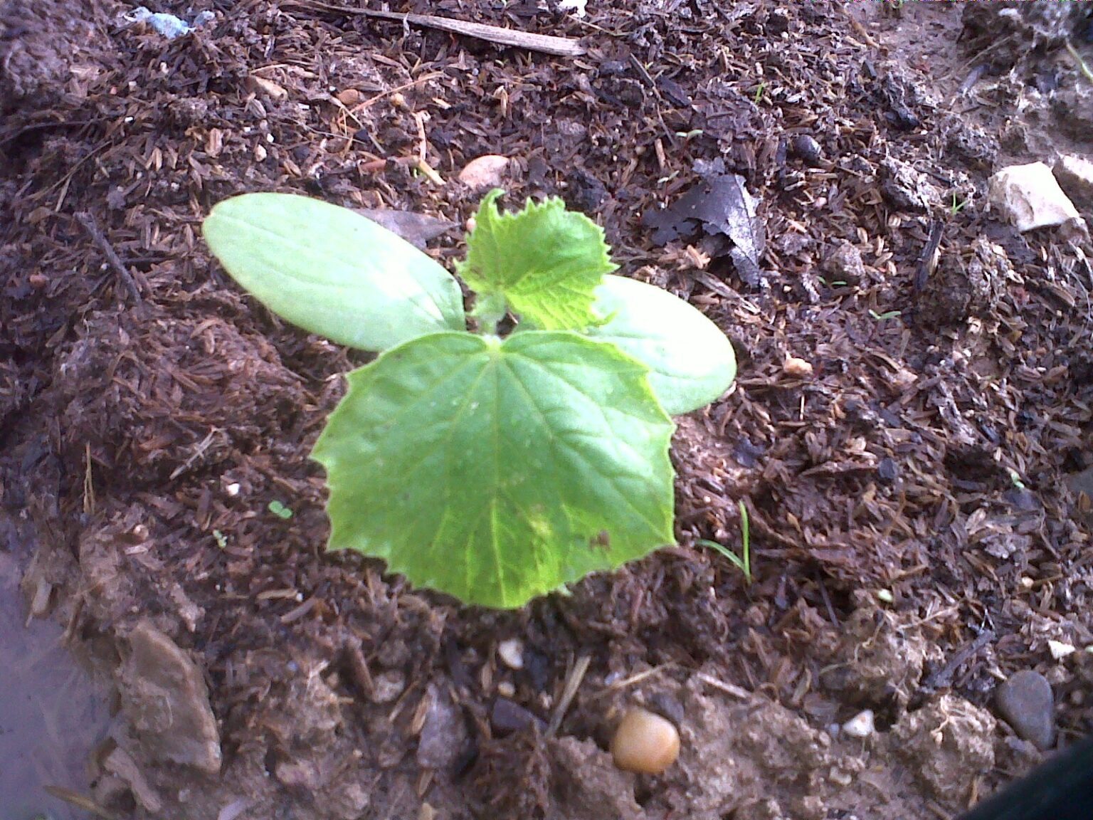 Como Plantar Pepino Em Casa Guia Completo Horta Em Casa